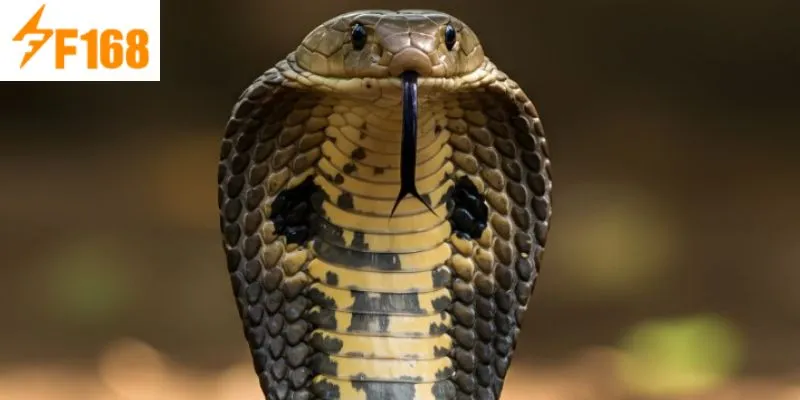 ความหมายของการฝันเห็นงูบนหาดทรายคือ ให้ใช้เวลาอยู่กับครอบครัว