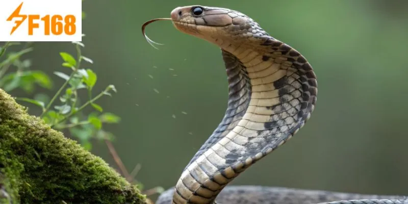 ฝันเห็นงูตีเลขอะไรและความหมายได้รับการทำนายอย่างละเอียด