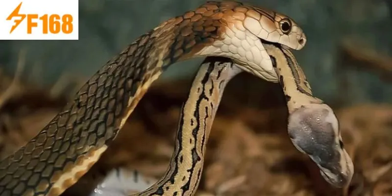 ฝันเห็นงูบินทำนายว่าให้หยุดพักเพื่อความสบายใจ