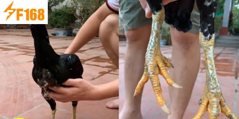 วิธีดูไก่ชน – เพลิดเพลินไปกับศึกดวลเดือดสุดเร้าใจ