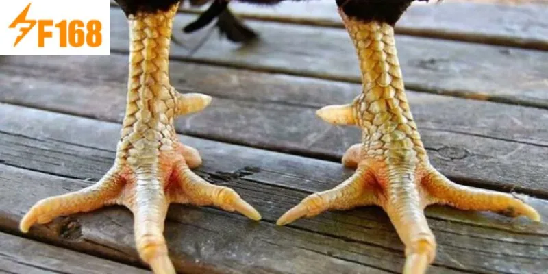 เกล็ดไก่ดี – จุดสังเกตและความสำคัญสำหรับไก่ชนยอดเยี่ยม