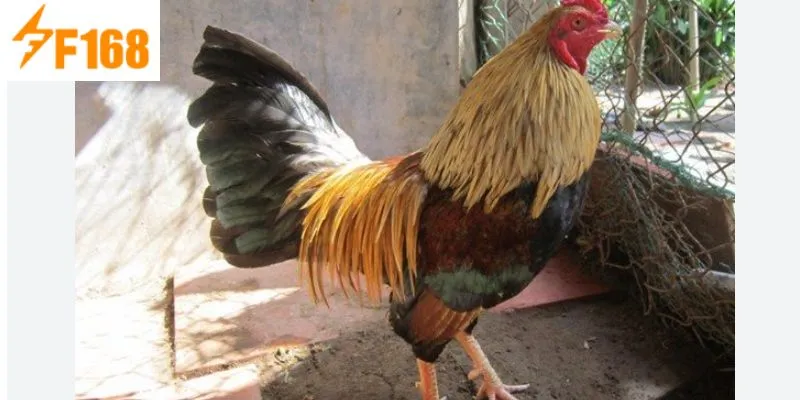 แนวคิดการกวนกล้วยคืออะไร