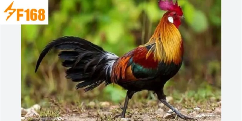 ไก่ค้อน – แนะนำและวิธีดูแลอย่างมีประสิทธิภาพ