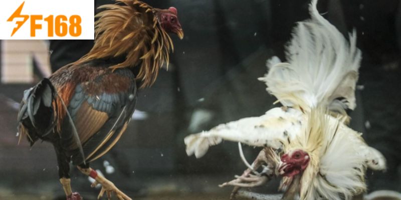 ไก่ชนมาเลเซียที่ F168: สนามแข่งขันที่เต็มไปด้วยความตื่นเต้นสำหรับนักเดิมพัน